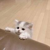 ૮ ˶ᵔ ᵕ ᵔ˶ ა