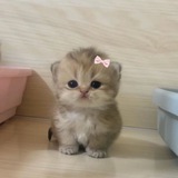 Yui
