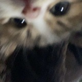 meow's assistant.
