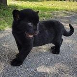 panther's
