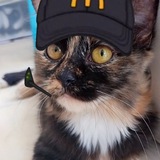 🐈