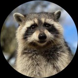 Fred 🦝
