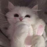 nilou