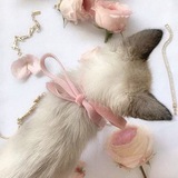 hellowkitten