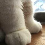 cat bubble 💭