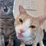 good kitty