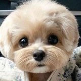 🐩