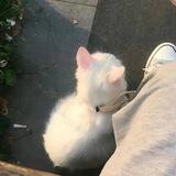 kucing 🐈