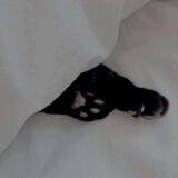 고양이 🐈