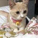Punya Miko