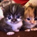 pretty-energy.site! 🐈