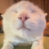 kucing muka bego