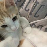 cila