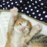 ㅤㅤㅤㅤ🐈 * ˙ ꒰ ˃‌‌‌ ꒳ ˂‌‌‌ ꒱· ◌ *🍃 .♡ ⑅ ⁺˳
