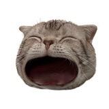 $POPCAT Airdrop