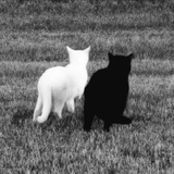 reve's assist! 🐈‍⬛️