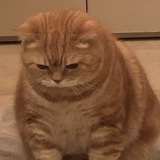 jila bot