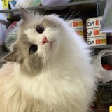 Archel's helper.