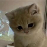Miaw