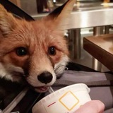 lil fox °.• 🍯