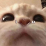 zyzy