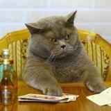 $CATSINO