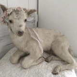 "lil lambkin" :3