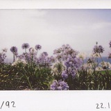 a wistful and bittersweet springtime. ౨ৎ.