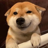 春风狗哥双向机器人