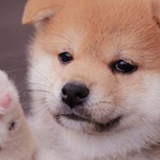 BabyDog