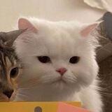 pacar megumi