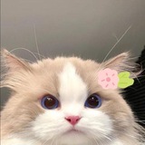 𝐃𝐄𝐆𝐄𝐌 𝐃𝐄𝐂𝐑𝐘𝐒
