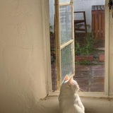 Miaww miaw '-'