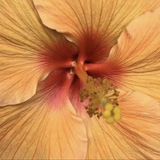 twilight petal symphony.