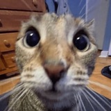 catto! 🐈