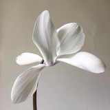 ʚɞ