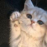 🐈