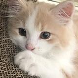 Cattie.