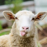 Taurus bot
