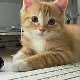 hikey's bot