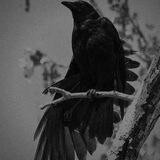 Raven