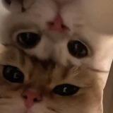 nyAnee 🦦