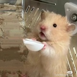 🐹