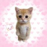 mochibaby