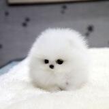babu rein