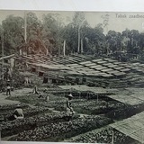 jiwa
