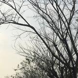 琉