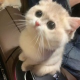 miaw