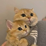 who ?!