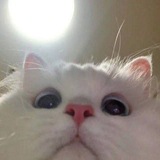beL